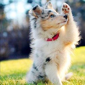 Meet your Posher, Summer